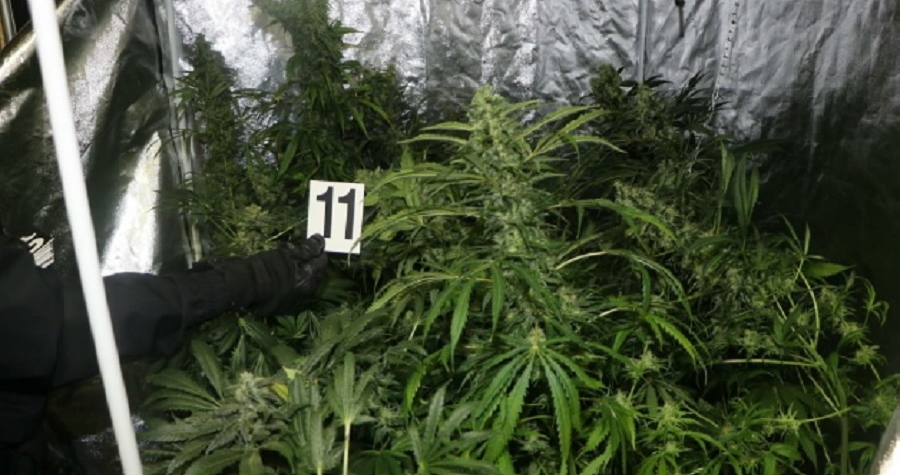 Zahradní domek proměnil na pěstírnu marihuany