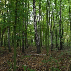 Město Sokolov upraví lesní porost u zahrádek nad Baníkem