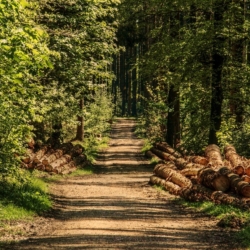 Karlovarský kraj rozdělí dotace na hospodaření v lesích 