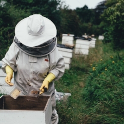 Krajský dotační program na podporu včelařství čekají změny