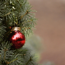 Karlovy Vary hledají vánoční strom města