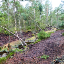 Připravuje se revitalizace krušnohorské tajgy