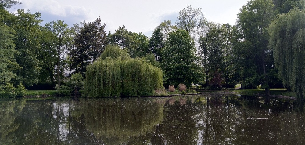 V sokolovských městských parcích začne ošetřování stromů