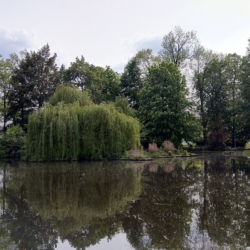 V sokolovských městských parcích začne ošetřování stromů