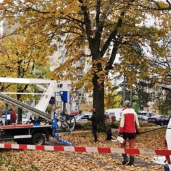 V Chebu na Sklace probíhá ošetření stromů aleje