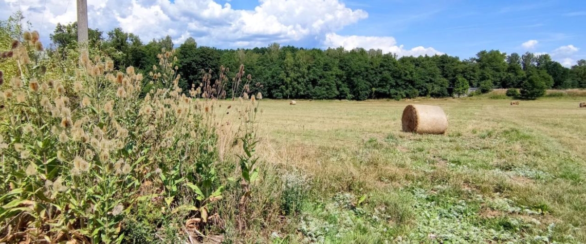 V Chodově vzniká nová zahrádkářská kolonie, do dražby půjde 51 pozemků