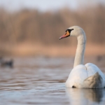 Na Chebsku byla potvrzena ptačí chřipka