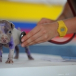 Karlovarský kraj jednal o zřízení veterinární pohotovosti