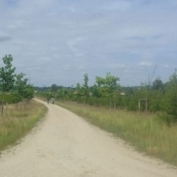 Hledá se nejkrásnější alej roku