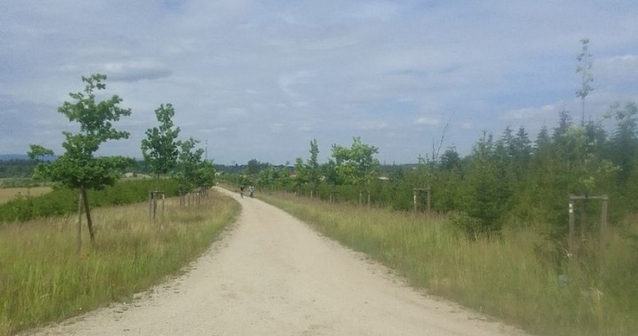 Hledá se nejkrásnější alej roku