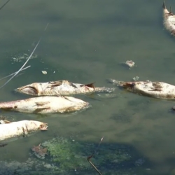 Jáchymovský potom byl otráven, uhynuly desítky ryb