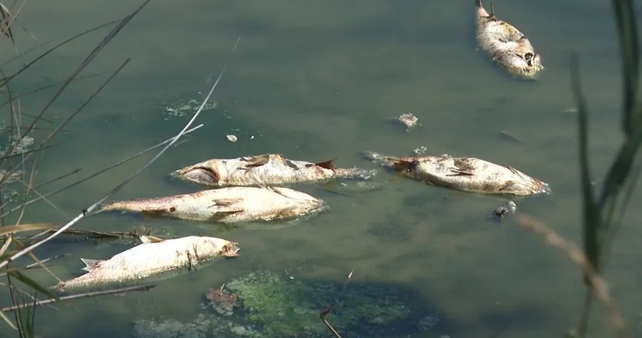 Jáchymovský potom byl otráven, uhynuly desítky ryb