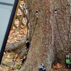 Lázeňské lesy a parky Karlovy Vary provedly kácení stromů ve Dvořákových sadech