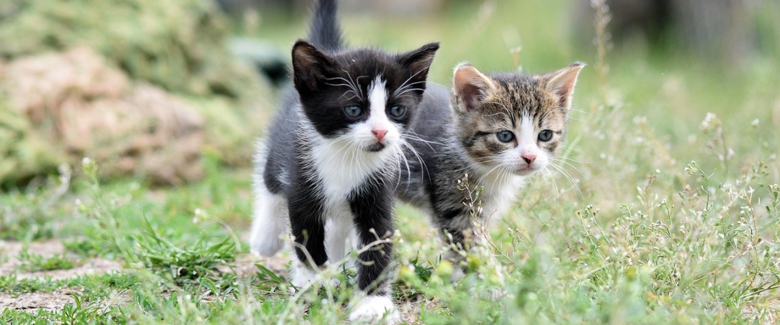 Sbirka na podporu kociciho utulku v Kraslicich Sbírka na podporu kočičího útulku v Kraslicích
