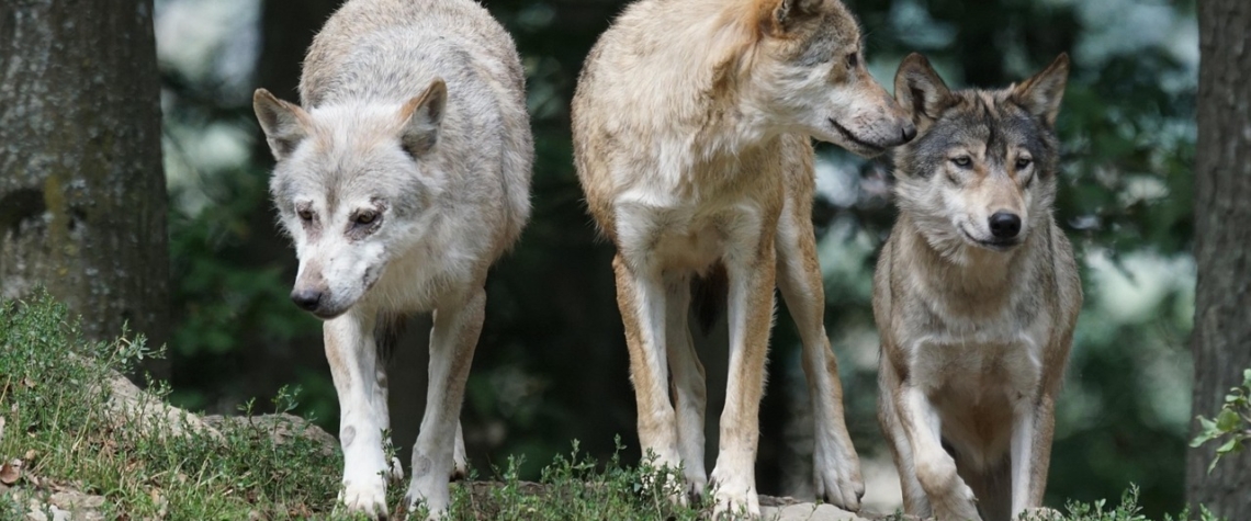 V Doupovských horách byla zaznamenána vlčí smečka