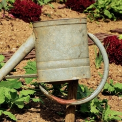 Chodov nabízí k prodeji pozemky na zahrádky ve Vančurově ulici