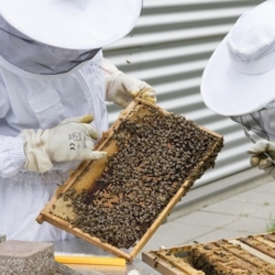 Karlovarský kraj pokračuje v podpoře včelařů