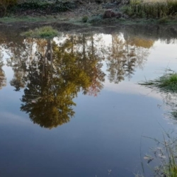 Tůně v karlovarských lázeňských lesích podporují biodiverzitu