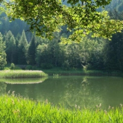 Zelenou hvězdu Karlovarského kraje získaly Lesy Drmoul