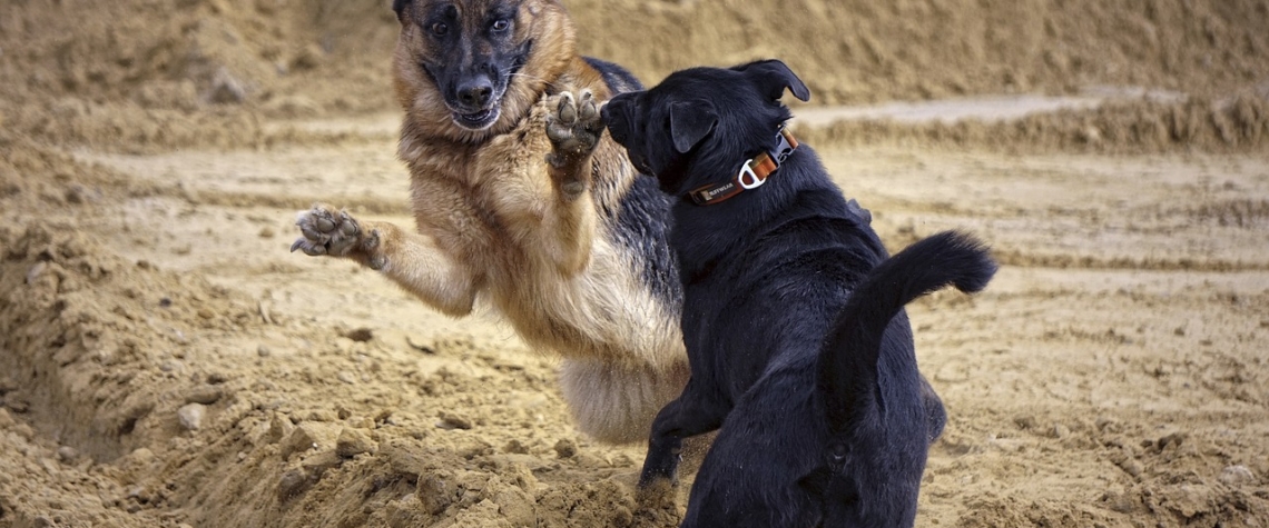 Incident mezi dvema pejskari skoncil ranou holi do krku Incident mezi dvěma pejskaři skončil ranou holí do krku