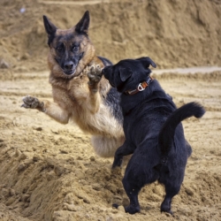 Incident mezi dvěma pejskaři skončil ranou holí do krku