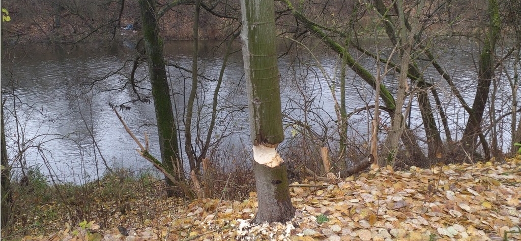 Karlovarsti straznici zasahovali u stromu poskozenych bobry Karlovarští strážníci zasahovali u stromů poškozených bobry