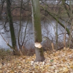 Karlovarští strážníci zasahovali u stromů poškozených bobry