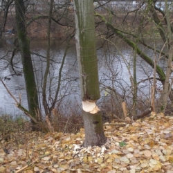 Karlovarští strážníci zasahovali u stromů poškozených bobry