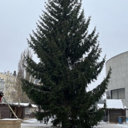 Karlovy Vary májí nový vánoční strom. Poničenou douglasku nahradil smrk