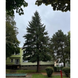 Karlovy Vary ozdobí vánoční strom z mateřské školy