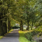 Na Sokolovsku proběhla údržba památných stromů