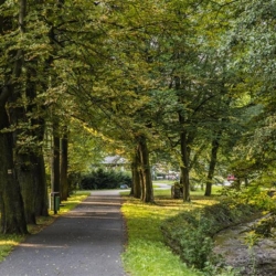 Na Sokolovsku proběhla údržba památných stromů