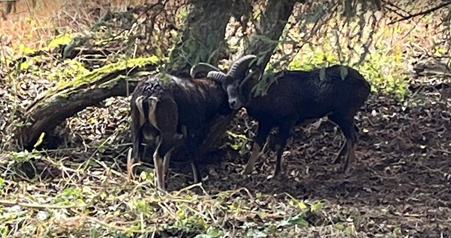 Policisté a myslivci pomohli dvěma muflonům s propletenými rohy