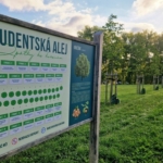 Sokolovské aleje soutěží o titul Alej roku 2025