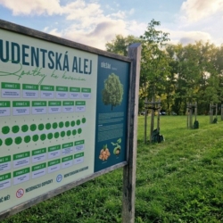 Sokolovské aleje soutěží o titul Alej roku 2025