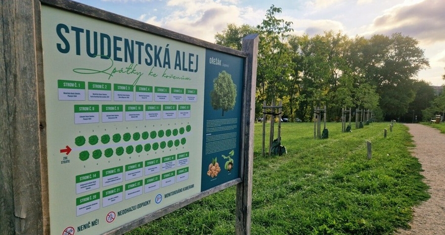 Sokolovské aleje soutěží o titul Alej roku 2025