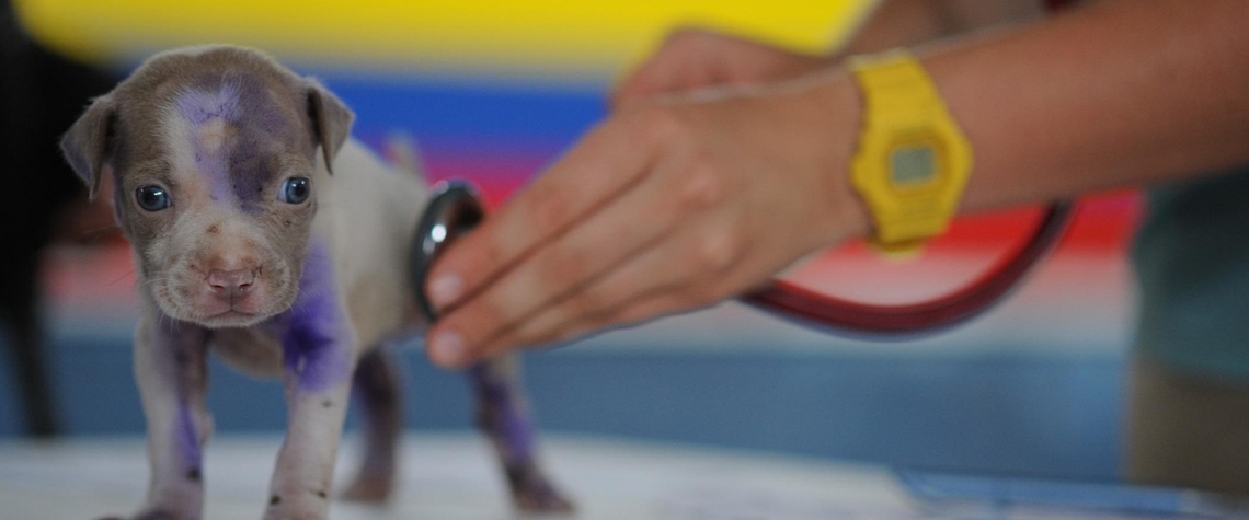 V Karlovarském kraji bude pokračovat veterinární první pomoc