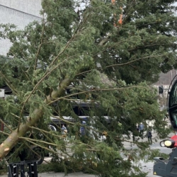 V Karlových Varech musí vyměnit vánoční strom